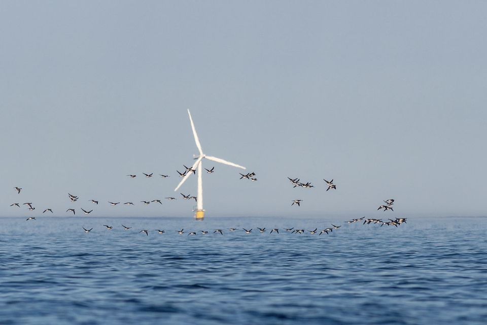 Ringgås er en av fugleartene med tilknytning til saltvann som kan bli påvirket av vindturbiner til havs. Foto: Oskar Bjørnstad (NINA)